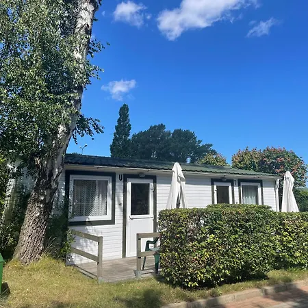 Roza Wiatrow Chłapowo