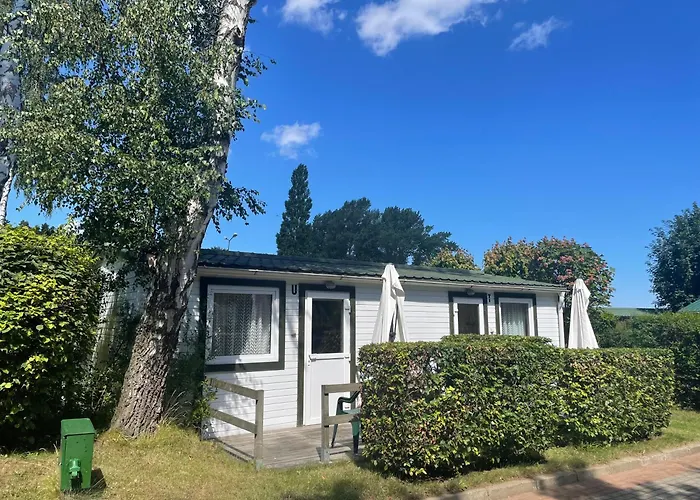 Roza Wiatrow Chłapowo